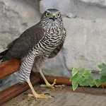 Tenuta Terensano *