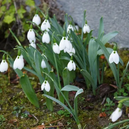 Tenuta Terensano Monleale