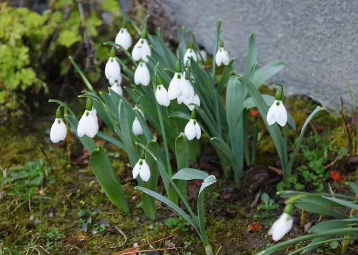 Tenuta Terensano 몬리엘